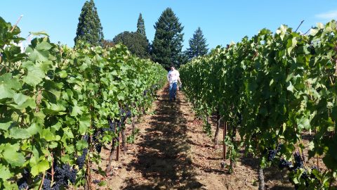 Harvest 2015 is coming…