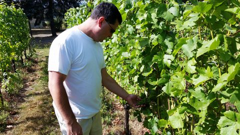Vineyard walk-through, grape check at Tonnelier Vineyard.