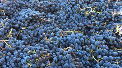 Harvest 2016: September 24 Syrah and Pinot Process-fest Recap