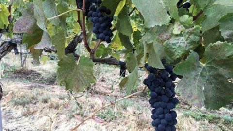 Dave and Dan’s Excellent Adventure: Roadtrip to Pick Up the 2016 Syrah Harvest Recap