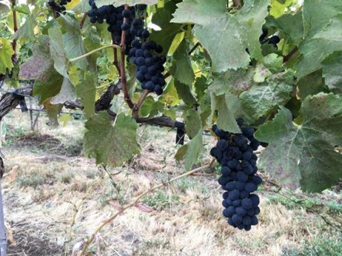 Dave and Dan’s Excellent Adventure: Roadtrip to Pick Up the 2016 Syrah Harvest Recap