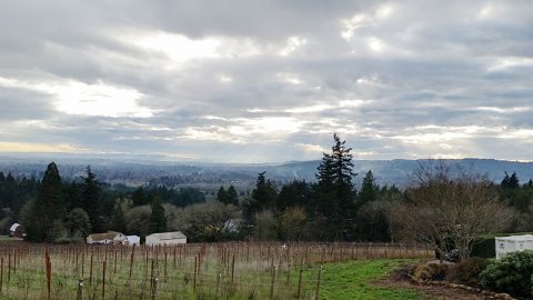 Bells Up Featured on The Vine Less Traveled Wine Blog