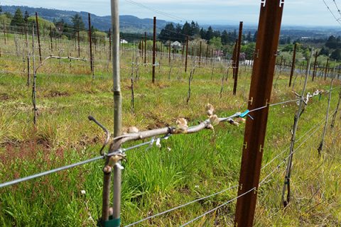 Bells Up Estate Vineyard Report 2017