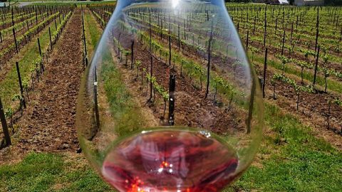 Sips N Tips Calls 2018 Prelude Estate Rosé “Perfectly Balanced for Meal Pairings”