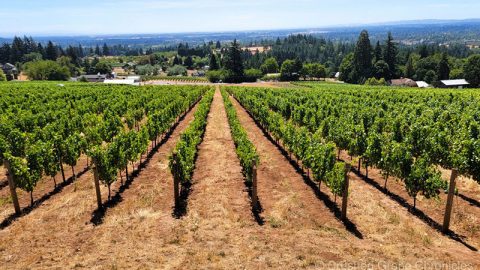 Crushed Grape Chronicles Highlights Visit To Bells Up With Feature Video, Story