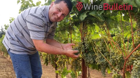 Wine Bulletin Features Bells Up In Focus On Small Willamette Valley Producers